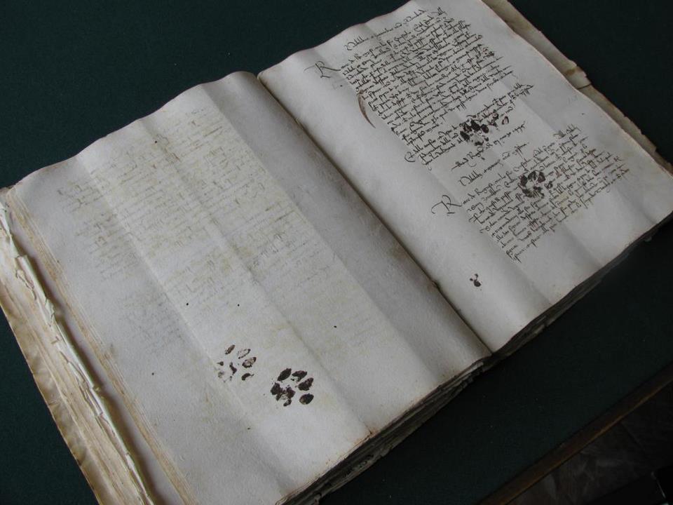 Paw prints on a page.