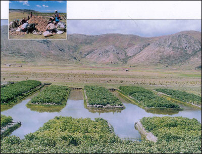 Raised beds in Lake Titicaca.