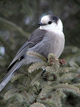 Canada jay.